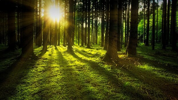 trees-3294681_1280